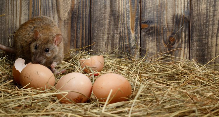 KAko oterati pacove i miševe